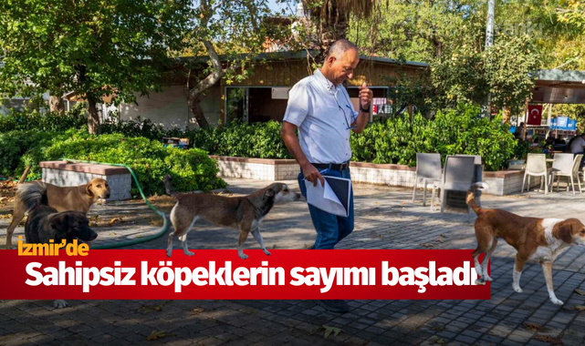 Sahipsiz köpeklerin sayımı başladı