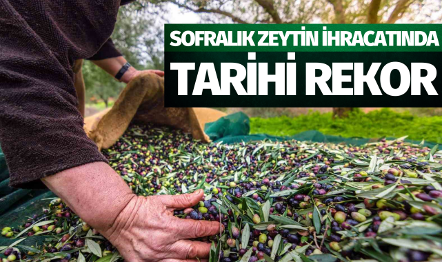 Sofralık zeytin ihracatında tarihi rekor