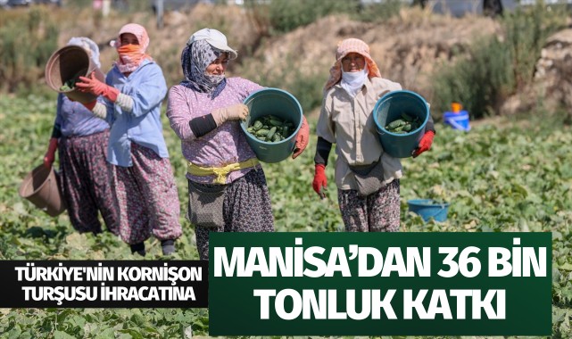 Türkiye'nin kornişon turşusu ihracatına Manisa'dan 36 bin tonluk katkı