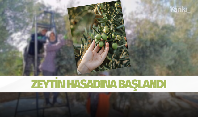 Zeytin hasadına başlandı