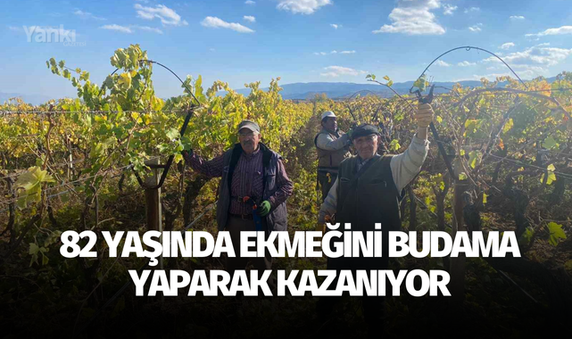 82 yaşında ekmeğini budama yaparak kazanıyor