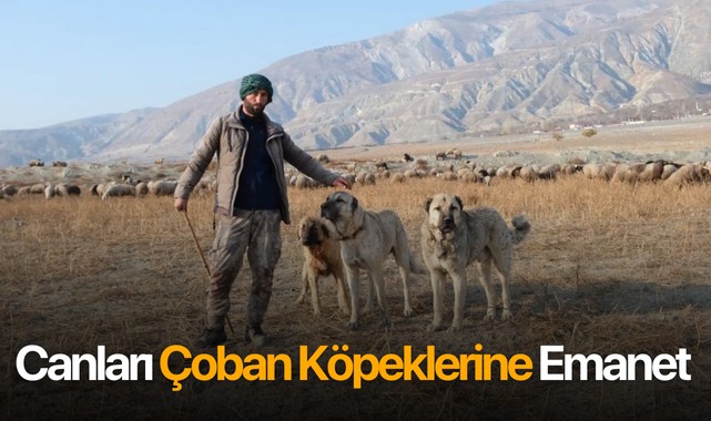 Canları çoban köpeklerine emanet