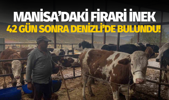 Firari inek 42 günlük kovalamacanın ardından yakalandı