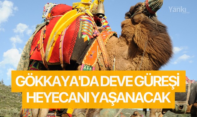 Gökkaya'da deve güreşi heyecanı yaşanacak