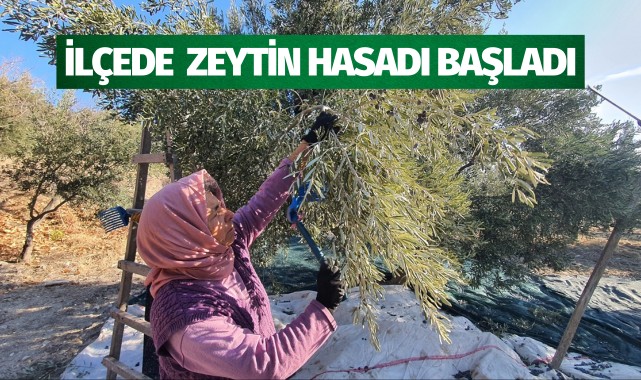 İlçede zeytin hasadı başladı