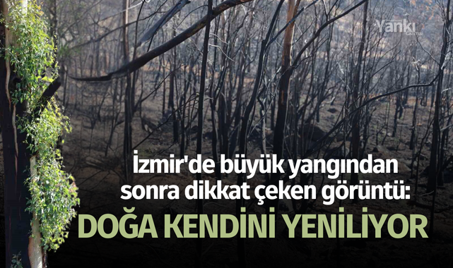 İzmir'de büyük yangından sonra dikkat çeken görüntü: Doğa kendini yeniliyor