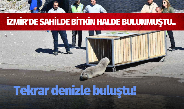 İzmir'de sahilde bitkin halde bulunmuştu.. Tekrar denizle buluştu