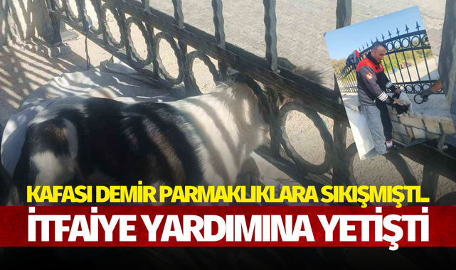 Kafası demir parmaklıklara sıkışmıştı.. İtfaiye yardımına koştu