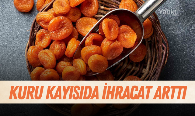 Kuru kayısıda ihracat arttı