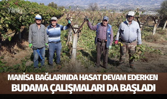 Manisa bağlarında hasat devam ederken budama çalışmaları da başladı