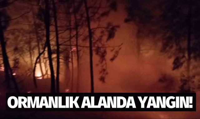 Manisa'da ormanlık alanda yangın!
