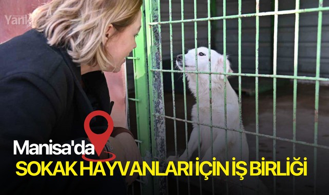 Manisa'da sokak hayvanları için iş birliği
