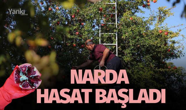 Narda hasat başladı