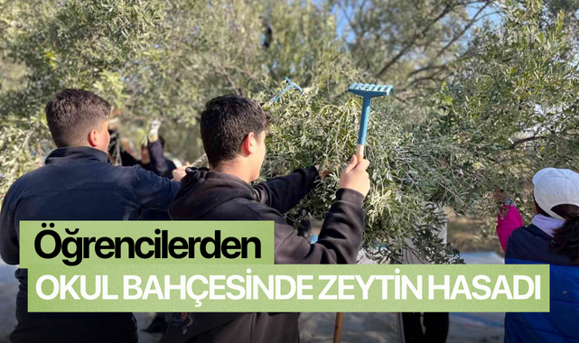 Öğrencilerden okul bahçesinde zeytin hasadı