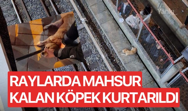 Raylarda Mahsur Kalan Köpek Kurtarıldı