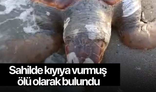 Sahilde kıyıya vurmuş ölü olarak bulundu