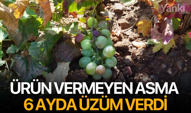 Ürün vermeyen asma 6 ayda üzüm verdi