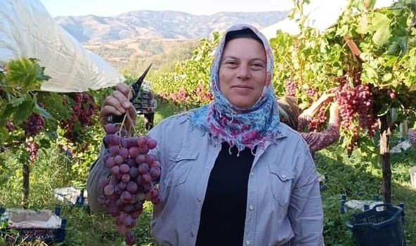 Üzüm diyarı Sarıgöl'de Red Globbe üzümde hasat devam ediyor