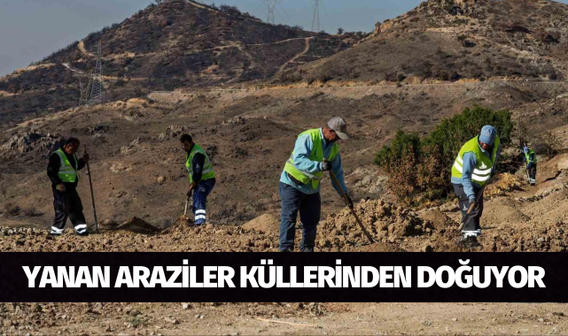 Yanan araziler bal ormanıyla küllerinden doğuyor
