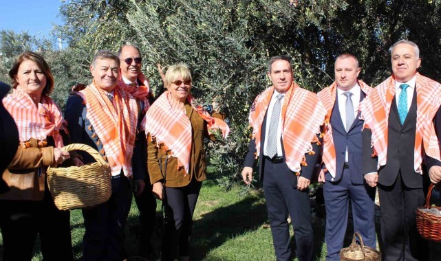 Yeni sezon zeytin hasadı başladı