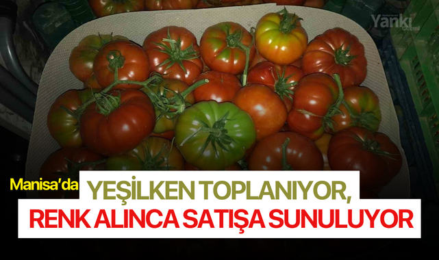 Yeşilken toplanıyor, renk alınca satışa sunuluyor