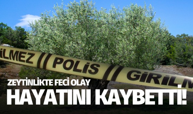 Zeytinlikte feci olay: 65 yaşında hayatını kaybetti!