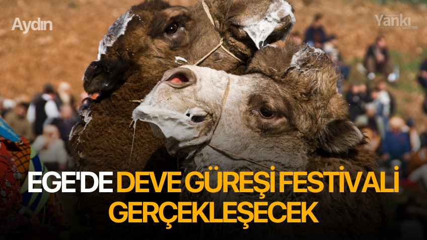 Ege'de Deve Güreşi Festivali gerçekleşecek