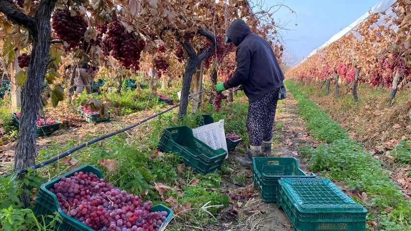Kış geldi üzüm hasadı devam ediyor