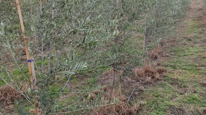 Arbequina zeytin dikimi yaygınlaşıyor