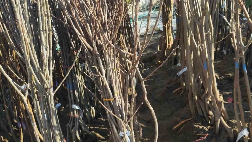 Ödemiş'te fidanlar dikime hazır