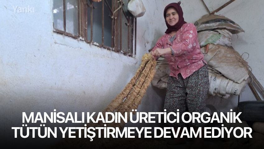 Manisalı kadın üretici organik tütün yetiştirmeye devam ediyor