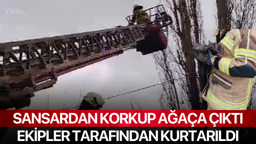 Sansardan korkup ağaca çıktı: Ekipler tarafından kurtarıldı