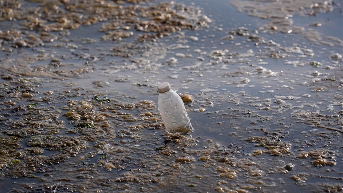 İzmir Körfezi'nde kıyıya yakın noktalarda yosun tabakası oluştu