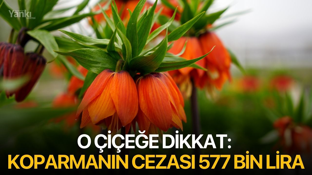 O Çiçeğe Dikkat: Koparmanın Cezası 577 Bin Lira