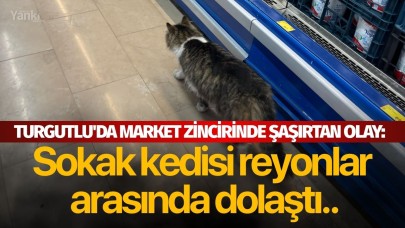 Turgutlu'da market zincirinde şaşırtan olay: Sokak kedisi reyonlar arasında dolaştı..
