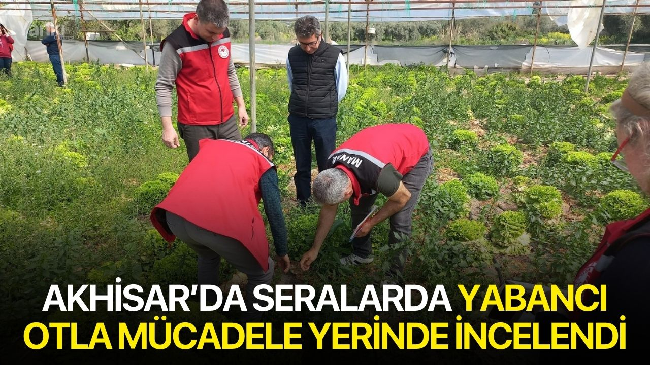 Akhisar’da Seralarda Yabancı Otla Mücadele Yerinde İncelendi