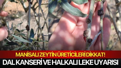 Manisalı zeytin üreticileri dikkat! Dal kanseri ve halkalı leke uyarısı