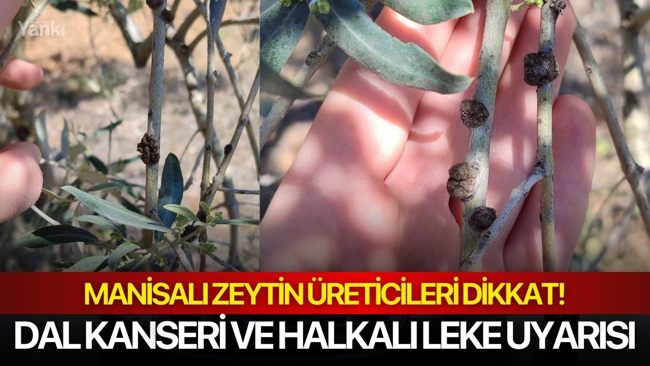Manisalı zeytin üreticileri dikkat! Dal kanseri ve halkalı leke uyarısı