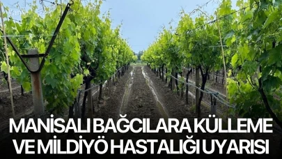 Manisalı bağcılara külleme ve mildiyö hastalığı uyarısı