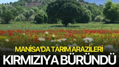 Manisa'da tarım arazileri kırmızıya büründü
