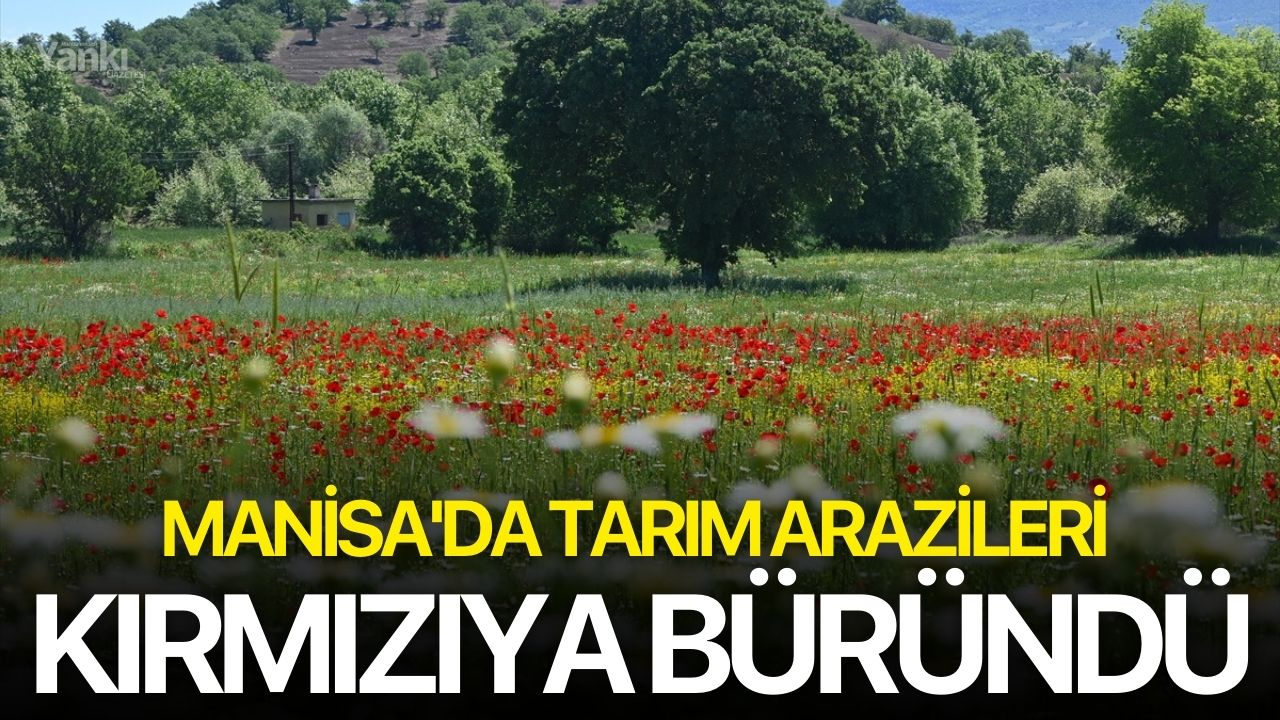 Manisa'da tarım arazileri kırmızıya büründü