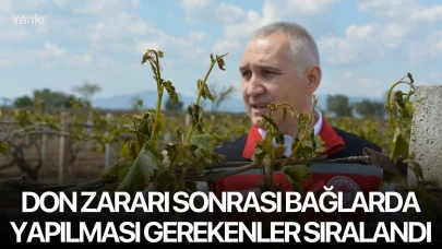 Don zararı sonrası bağlarda yapılması gerekenler sıralandı
