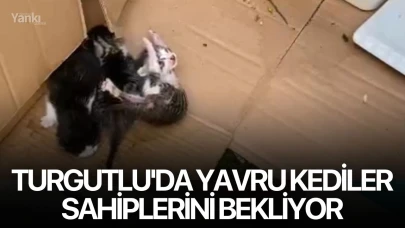 Turgutlu'da yavru kediler sahiplerini bekliyor