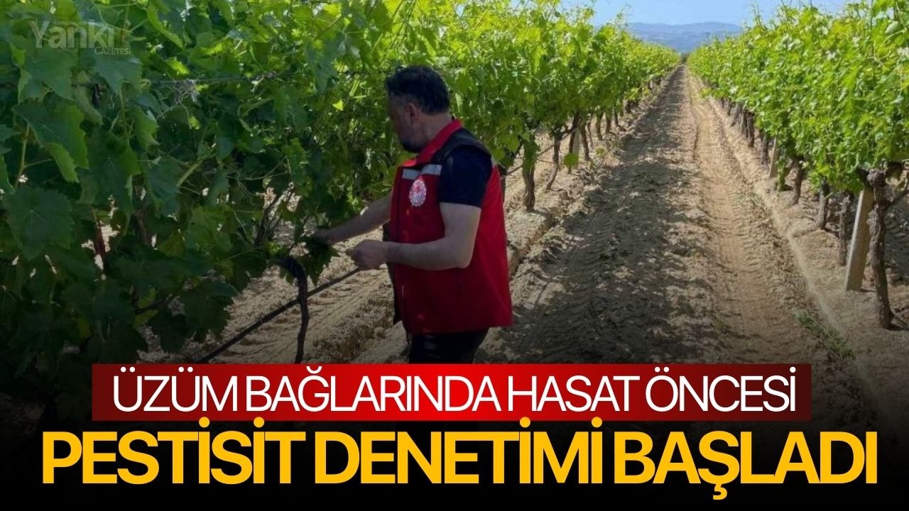 Üzüm bağlarında hasat öncesi pestisit denetimi başladı