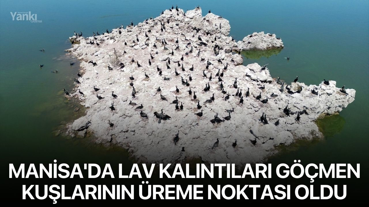 Manisa'da lav kalıntıları göçmen kuşlarının üreme noktası oldu