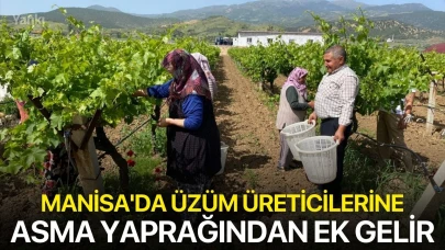 Manisa'da üzüm üreticilerine asma yaprağından ek gelir