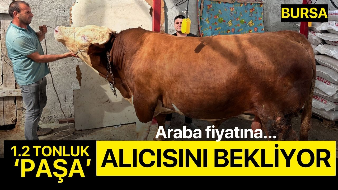 1 ton 200 kiloluk 'Paşa' araba fiyatına alıcısını bekliyor