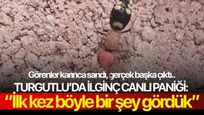 Turgutlu’da ilginç canlı paniği: “İlk kez böyle bir şey gördük”