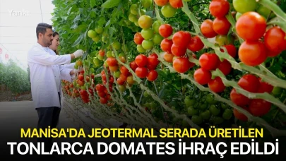 Manisa'da jeotermal serada üretilen tonlarca domates ihraç edildi