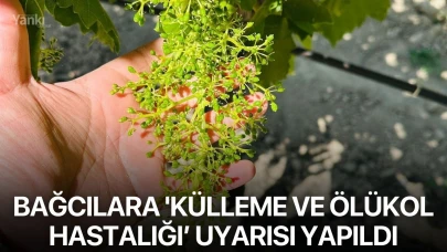 Bağcılara 'Külleme ve Ölükol Hastalığı’ uyarısı yapıldı
